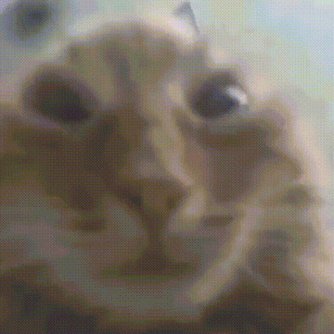 PFP
